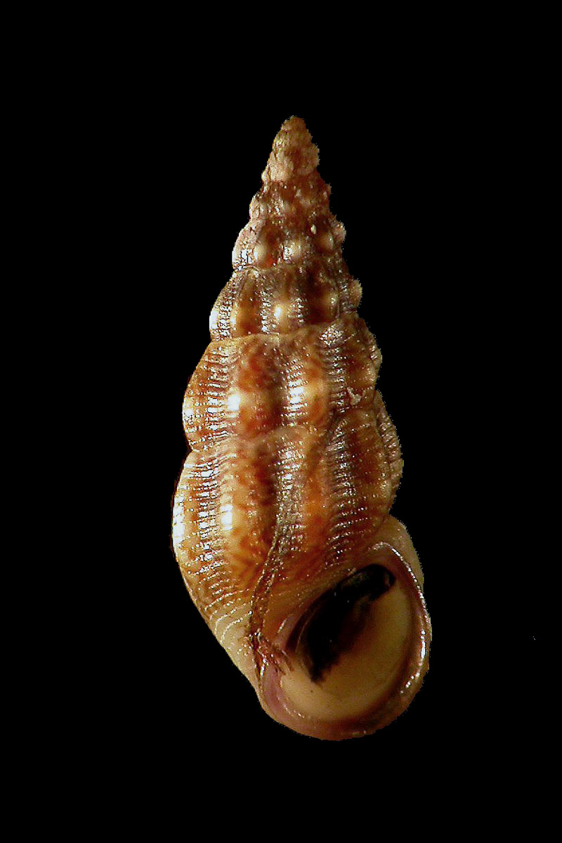 Rissoa decorata f. frauenfeldiana